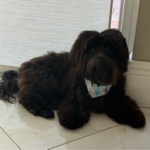 Meet your Posher, Alissa